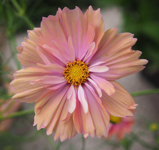 Garden cosmos 'Apricotta' (Cosmos bipinnatus)